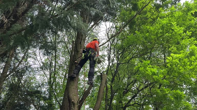 Best Lot and Land Clearing  in Mechanicville, NY